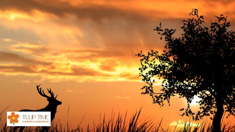 How To Prevent Deer From Eating Tulips