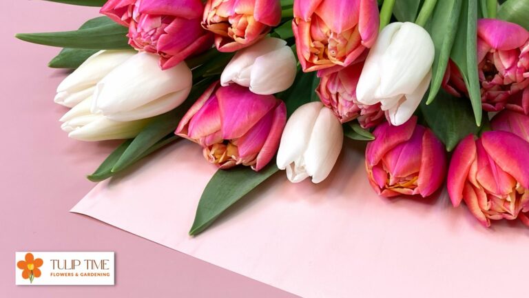 Do Tulips Get Fungus?