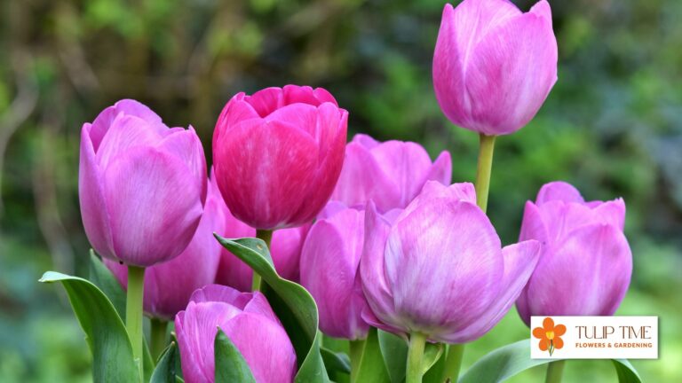 Flowers That Look Similar To Tulips