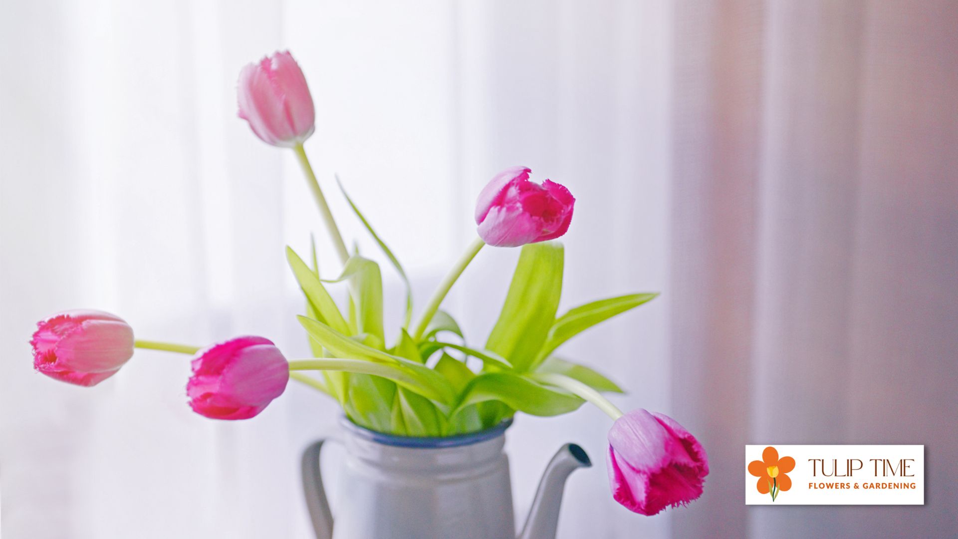 How To Care For Hydroponic Tulips