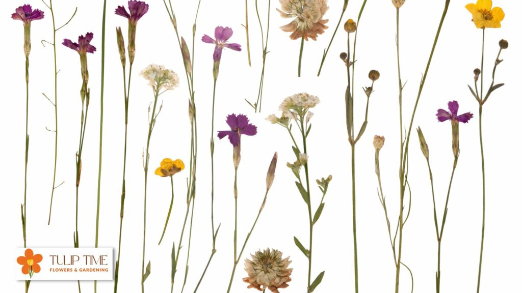 How To Dry Press Tulips img