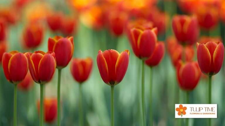 How To Pollinate Tulips?