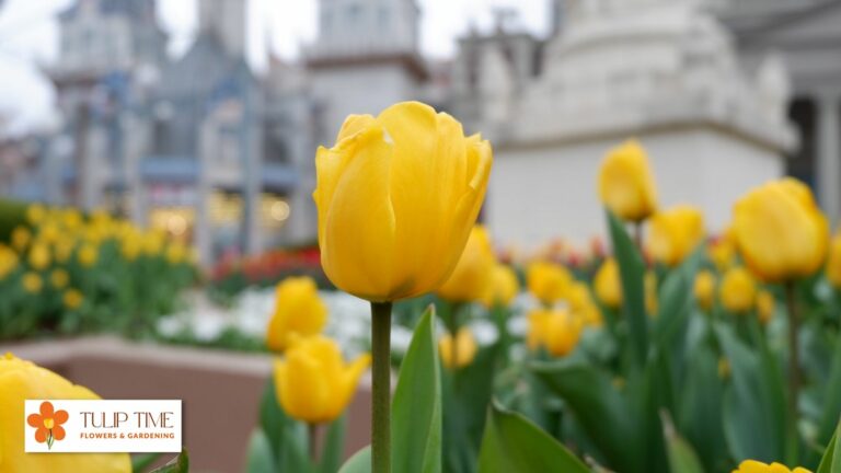 Can You Propagate Tulips From Cut Flowers?