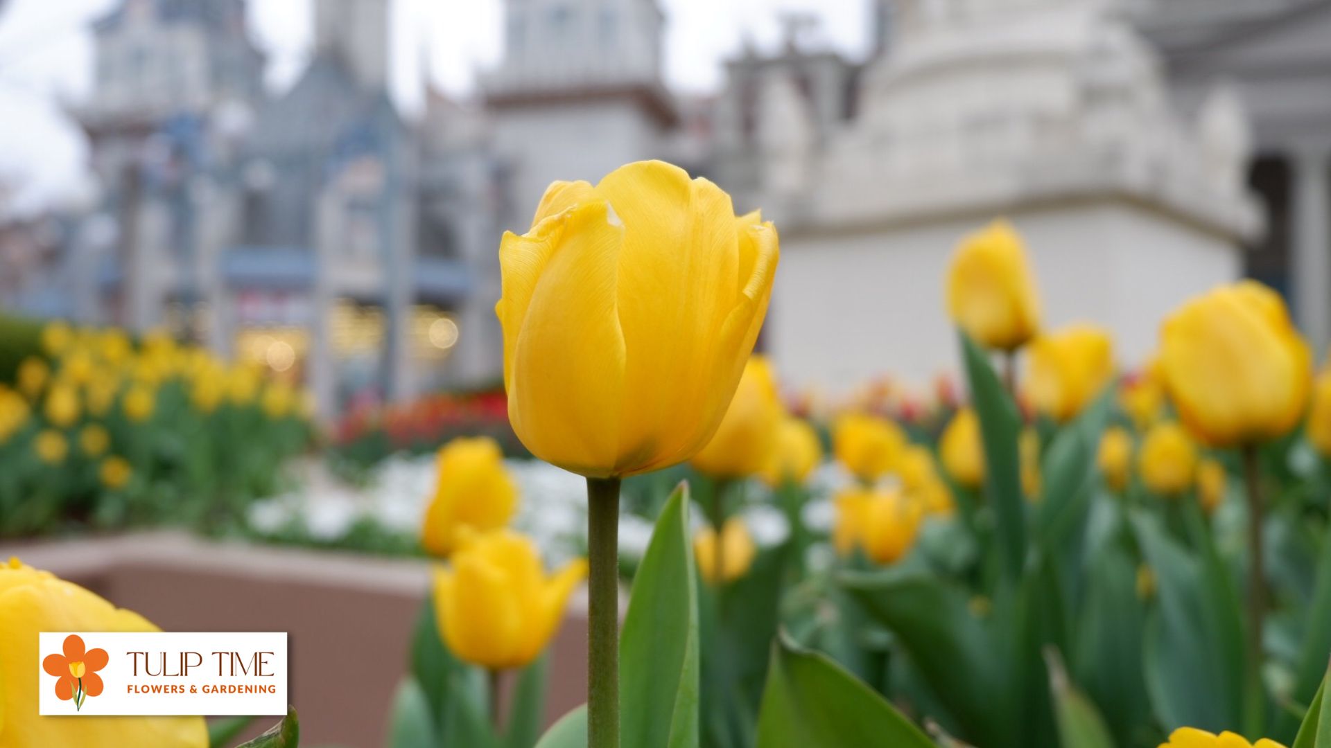 Propagate Tulips From Cut Flowers