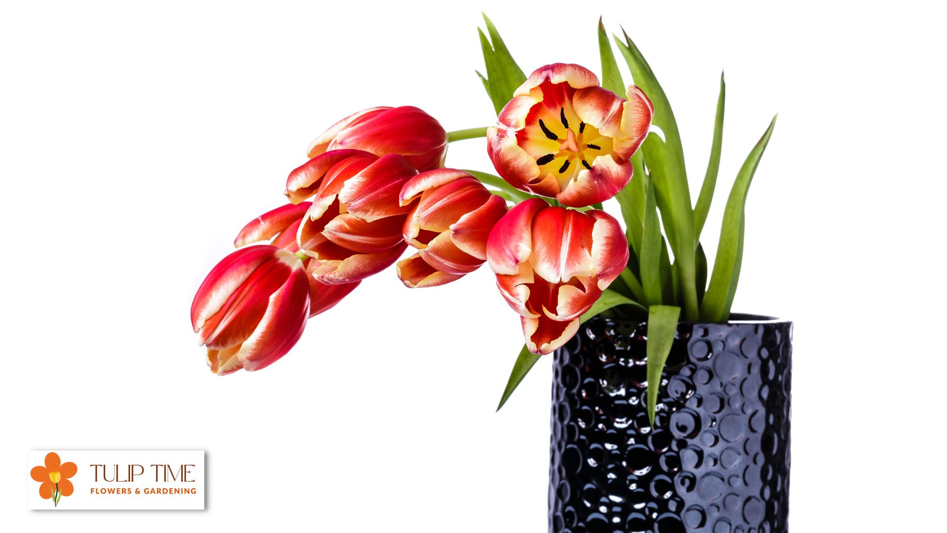 Revive Drooping Tulips