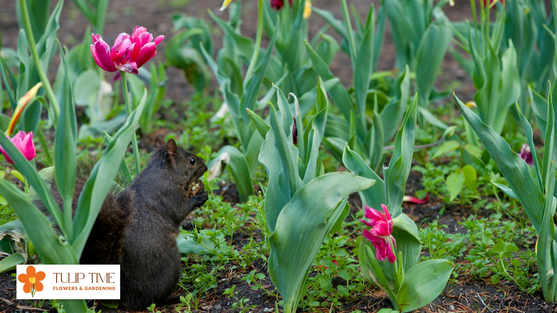 Squirrels Eat Tulips