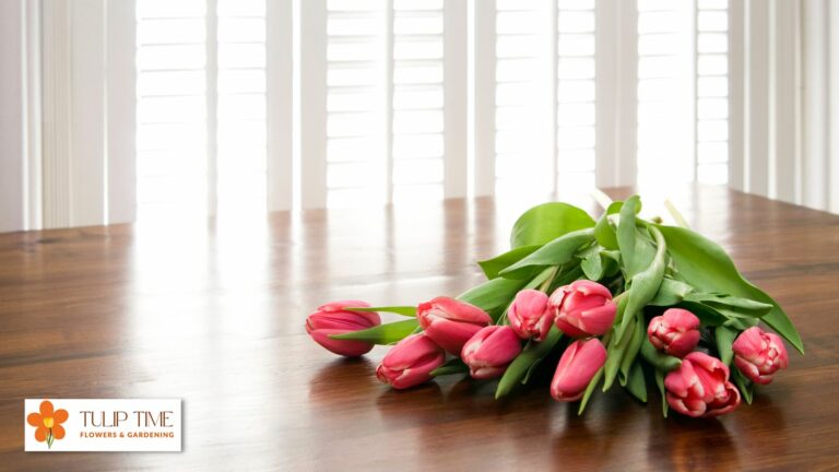 How To Take Care Of Cut Tulips?