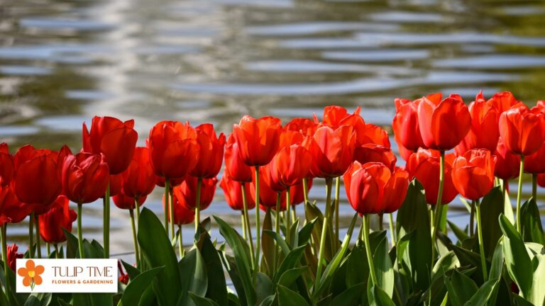 Which Country Is Famous For Growing The Tulip Flowers?