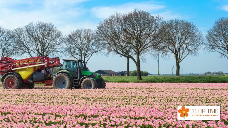 Tulip Harvesting: Growing and Harvesting Tulips for Cut Flowers
