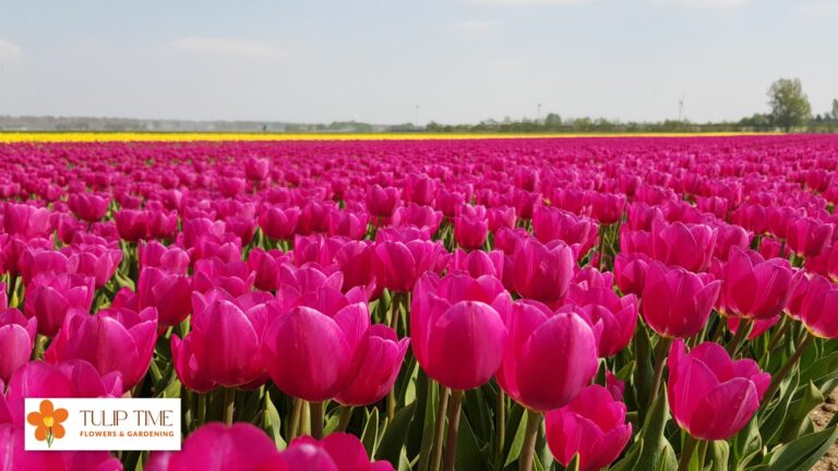 How To Keep Tulips Alive Longer?