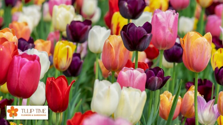 Why Tulips Are Special?