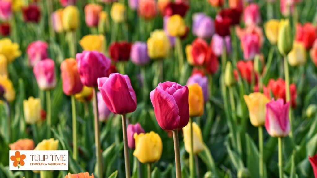  do tulips change color over time