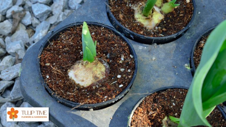 Can You Grow Tulips From Seed?