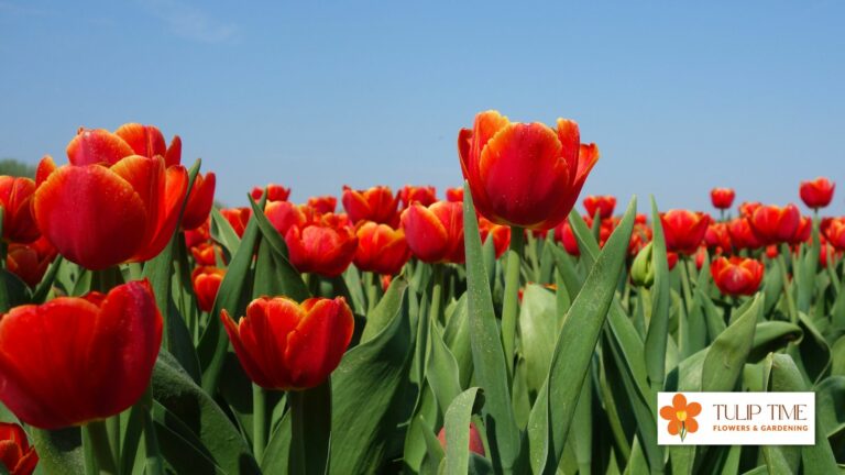 Will Tulips Grow Through Chicken Wire?