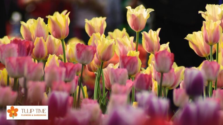 What Greenery Goes With Tulips In Arrangement