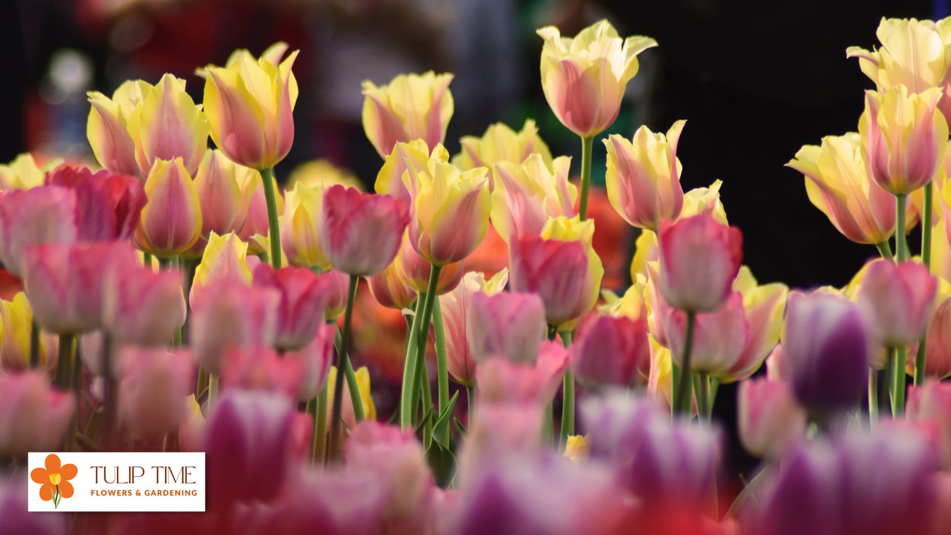 Tulips In Arrangement
