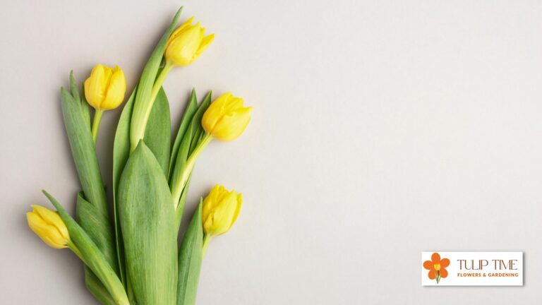 Tulips Leaves Turning Yellow