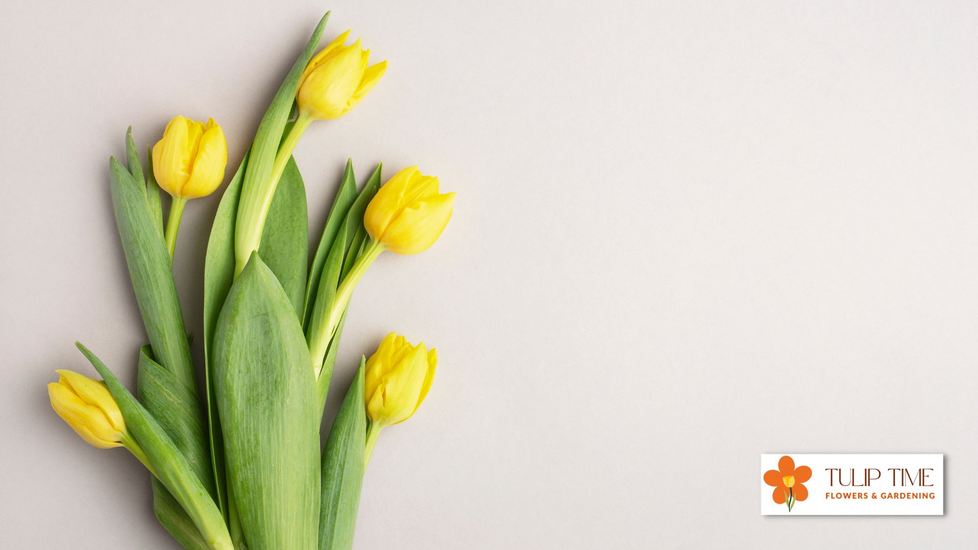 Tulips Leaves Turning Yellow