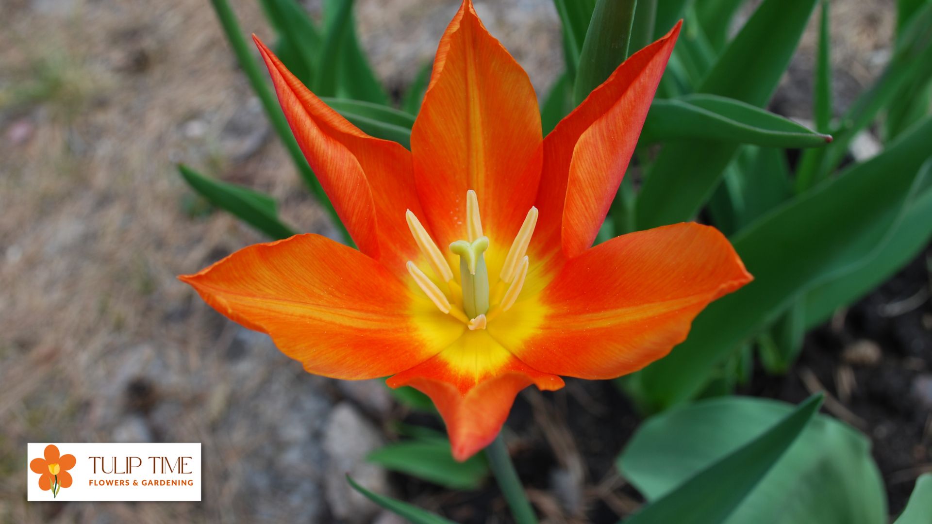 Tulips Lilies