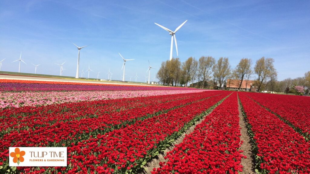 Types of Tulips