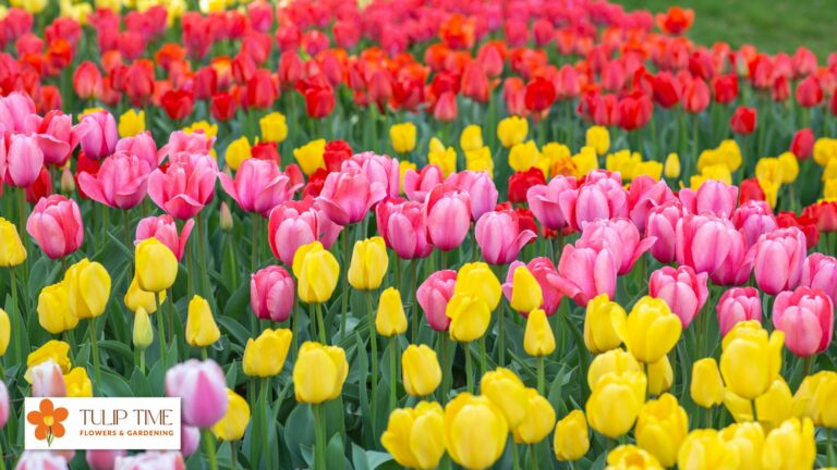 What’s Eating My Tulips