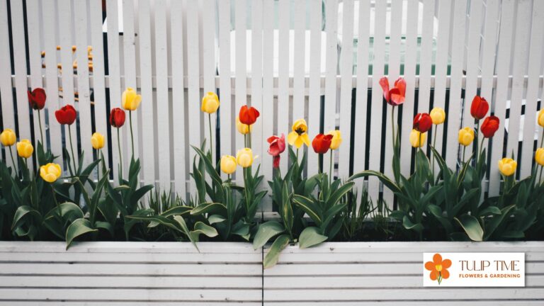 When To Plant Tulips