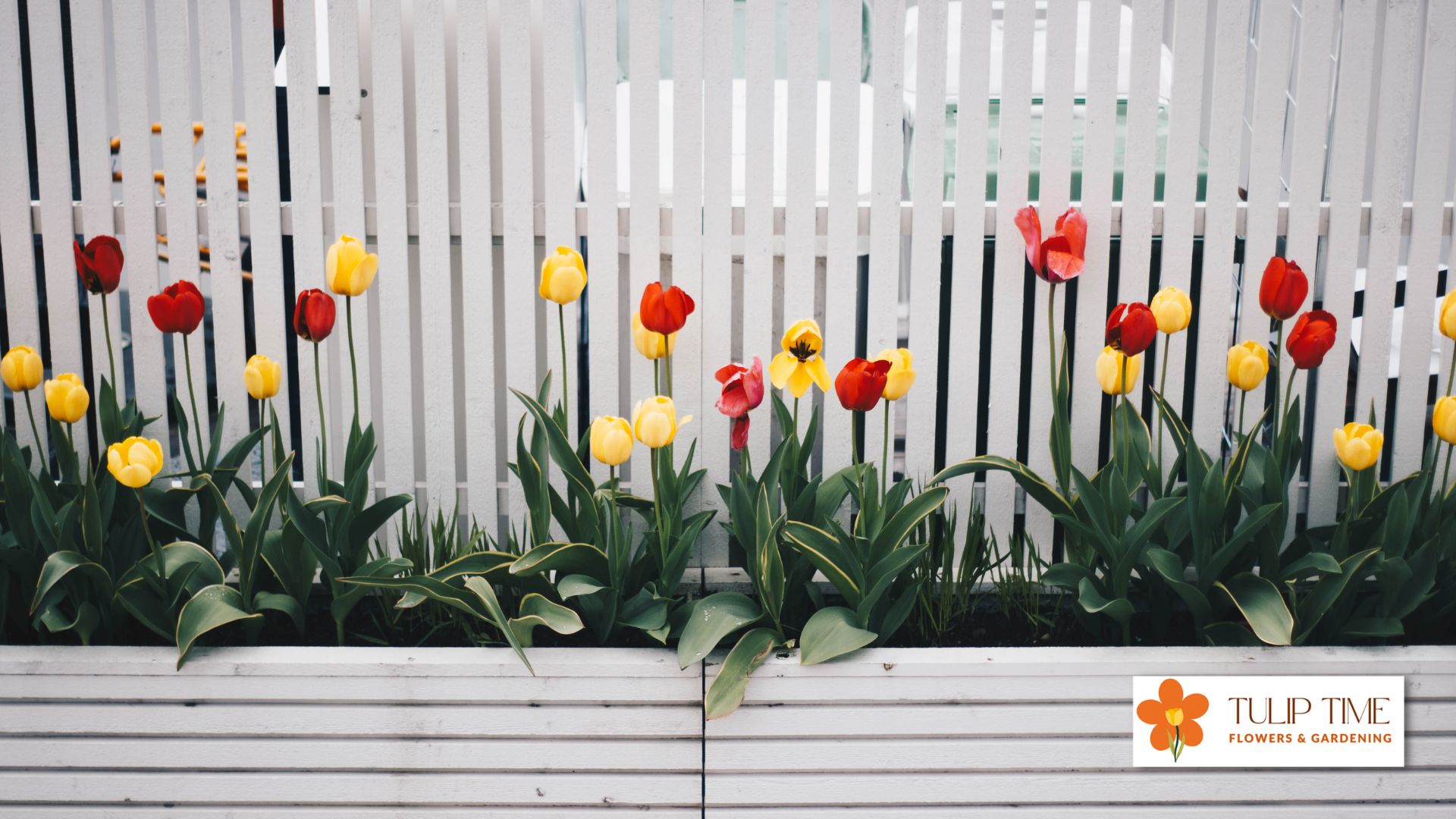 When To Plant Tulips
