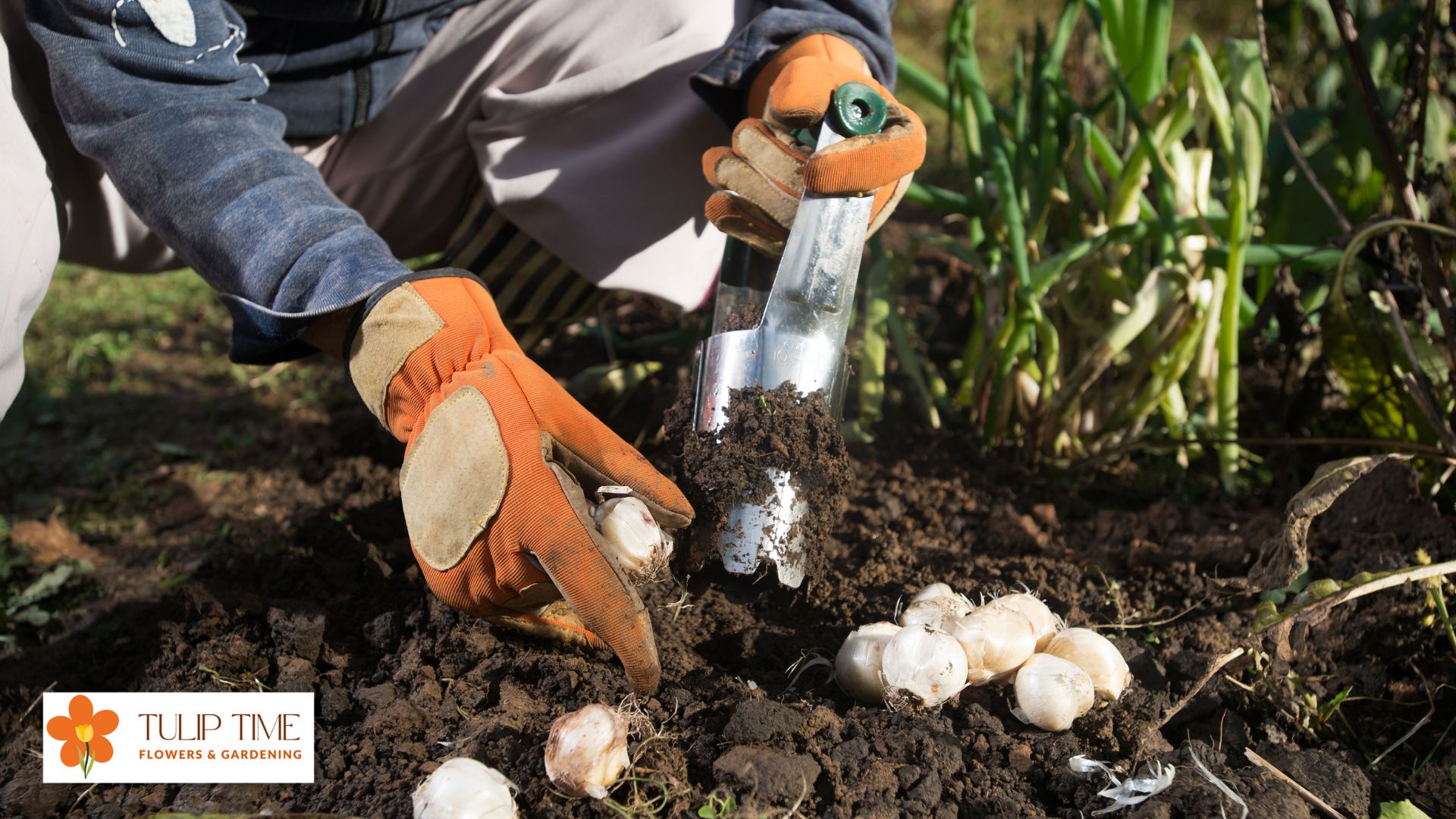 What Is A Bulb Planter? Tulip Time All About Flowers