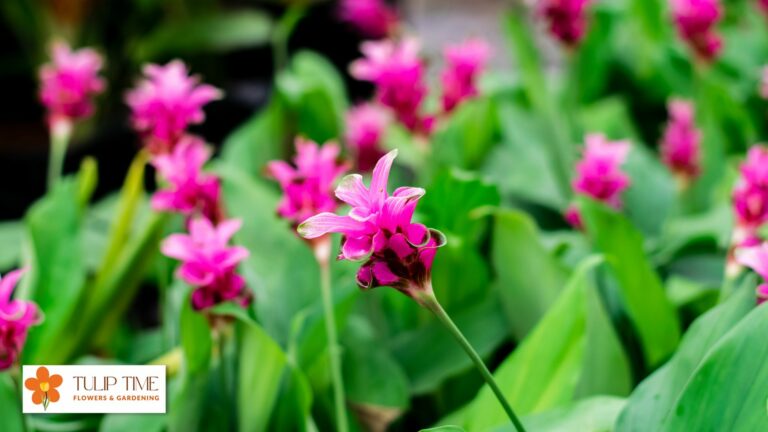 When Do Siam Tulips Bloom?