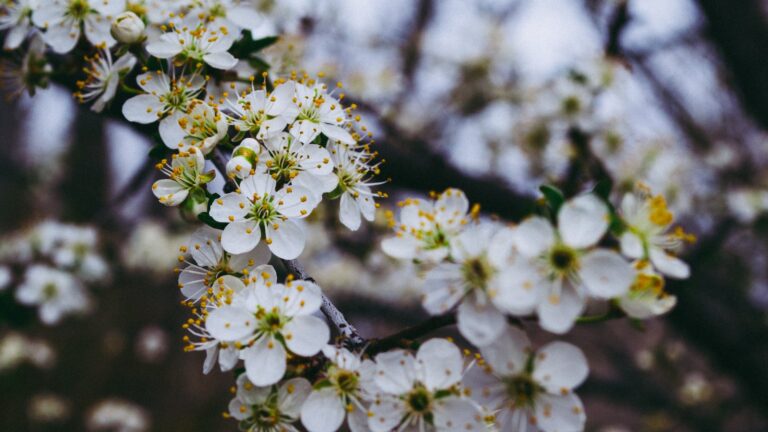 Does apple cider vinegar help roses?