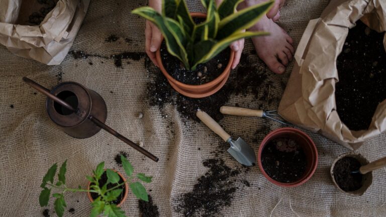 How Do You Know If Begonia Needs Water?