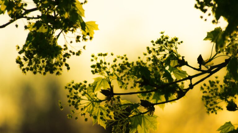 Do Begonias Like Morning or Afternoon Sun?