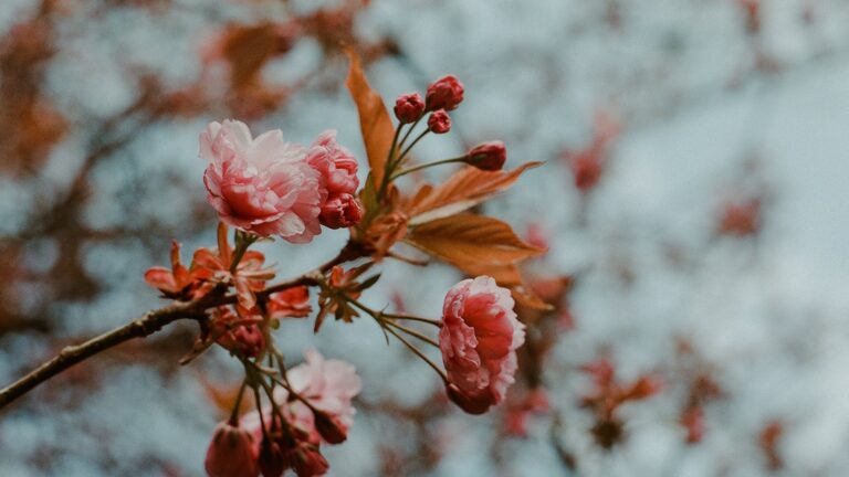 Can you leave begonias in pots over winter?