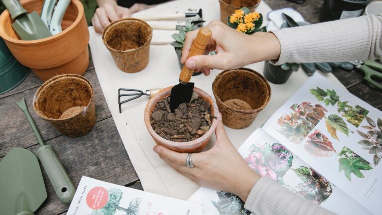 What Is The Best Food For Begonias?