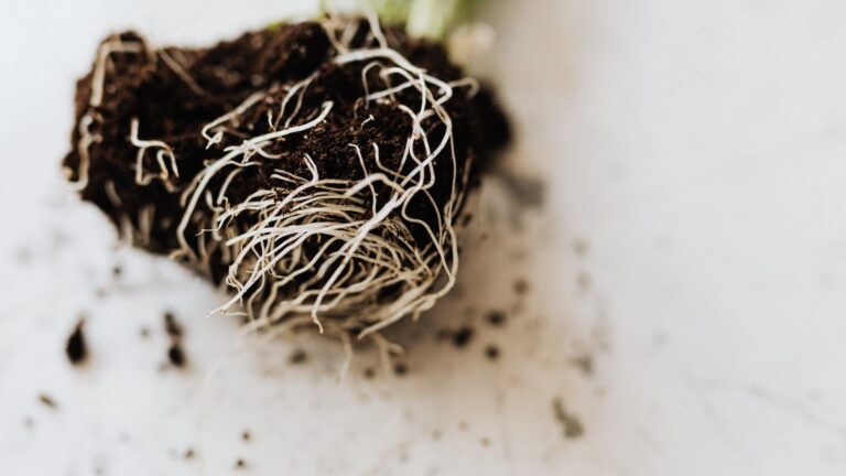 Can I put coffee grounds on daisies?
