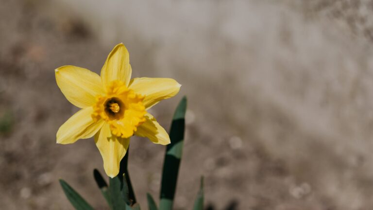 What are 3 facts about daisies?