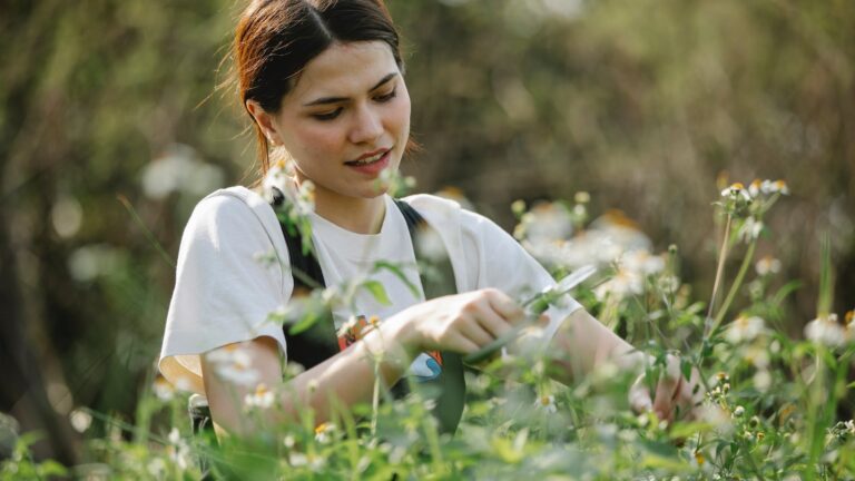 When should daisies be cut down?