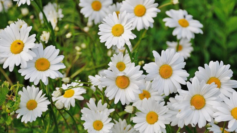 Are daisies low maintenance?