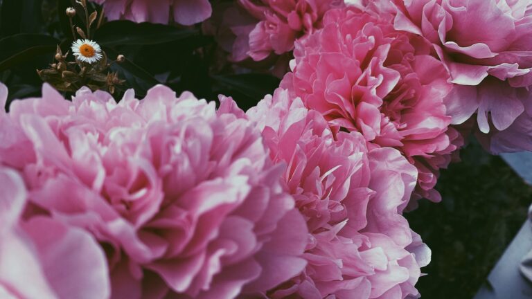 Can Daisies Be Grown In Pots?