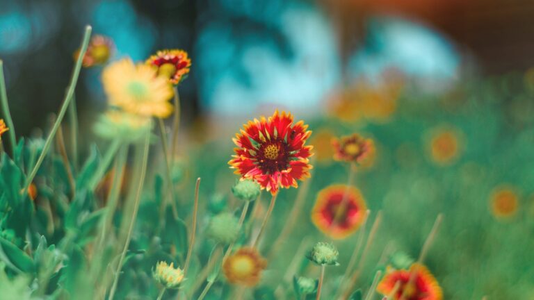 What Month Are Daisies In Season?