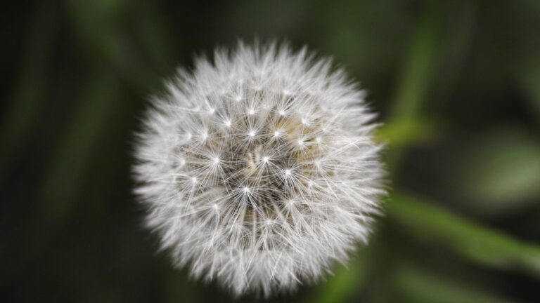 Do Daisies Self Seed?