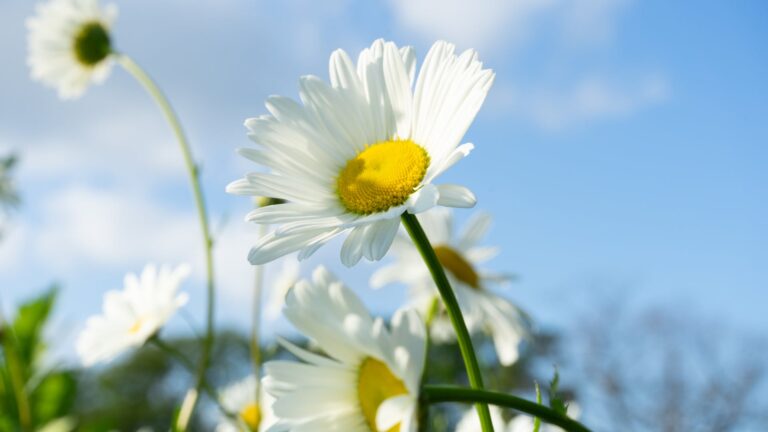 What is special about a daisy?