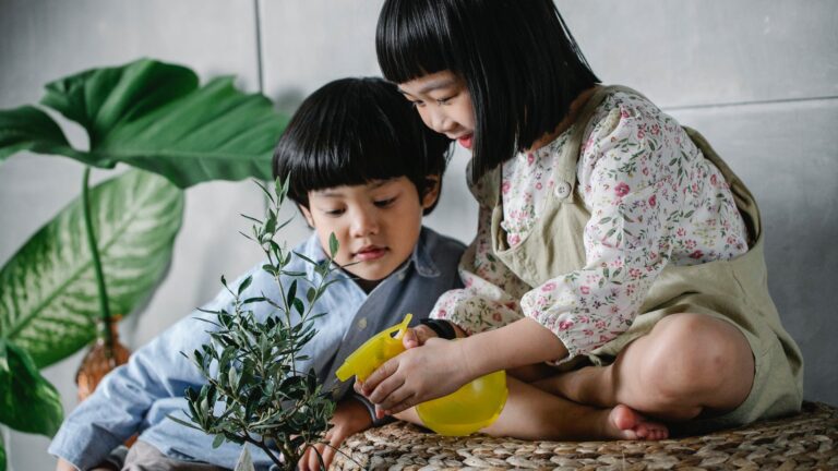 How do you take care of a daisy at home?