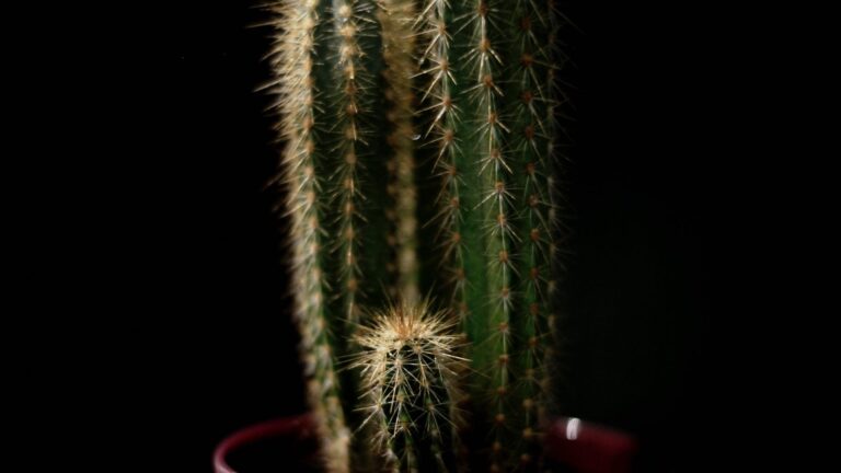 How Do You Deadhead Daisies To Rebloom?
