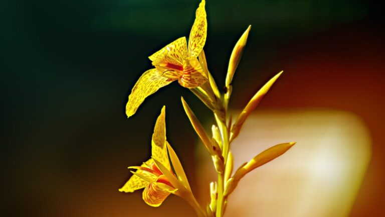 Where Do I Cut Deadhead Lilies?