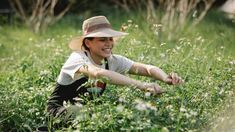 Where Do You Deadhead Lilies?