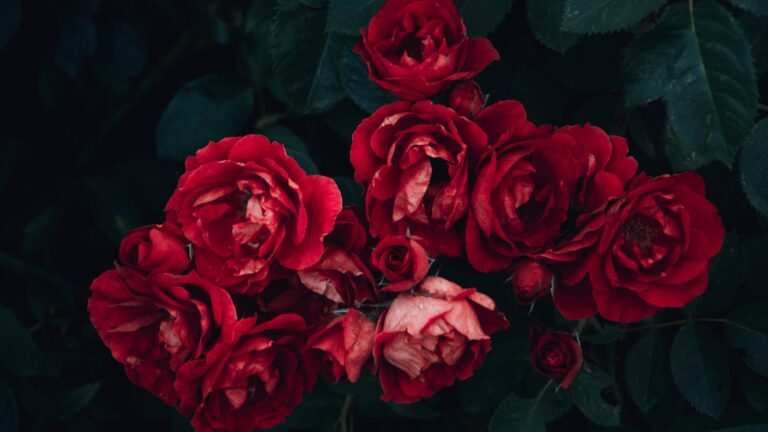 What happens if you don’t Deadhead rose?