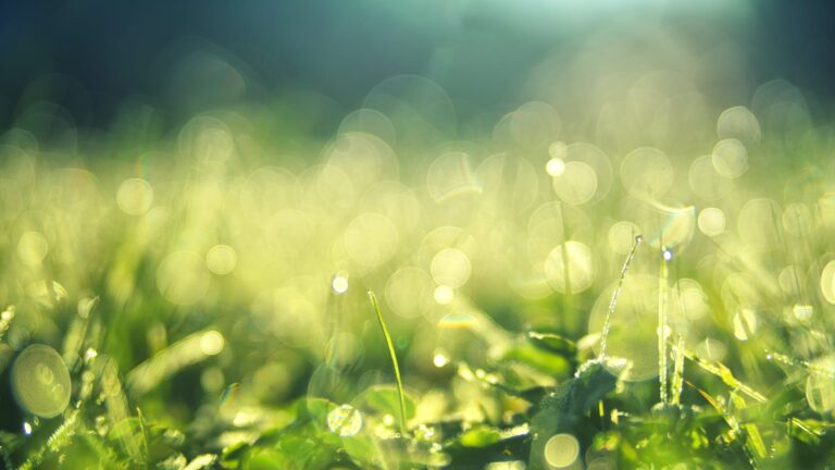 Does Epsom Salt Turn Grass Green?