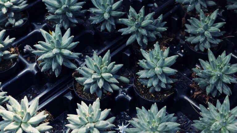 Are daisies easy to grow in pots?