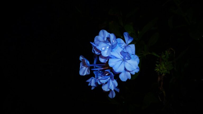 Do daisies sleep at night?